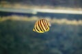 Butterfly fish Royalty Free Stock Photo