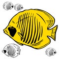 Butterfly fish Red Sea picture