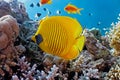 Butterfly fish on the reef Royalty Free Stock Photo