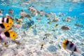 Butterfly fish Royalty Free Stock Photo