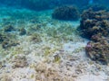 Butterfly fish on seabottom. Tropical seashore underwater photo. Marine nature. Warm sea shore. Coral reef