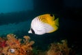 Butterfly fish