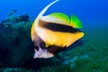 Butterfly fish swims among the corals. Underwater Photo.