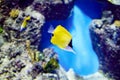 Butterfly fish tweezers yellow yellow long-nosed butterfly fish forcipiger flavissimus, in nature Royalty Free Stock Photo