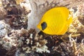 Butterfly fish under a coral umbrella. Royalty Free Stock Photo