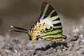 Butterfly five-bar Swordtail standing on the ground Royalty Free Stock Photo