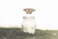 Butterfly flies away fast from the glass jar in which she was trapped