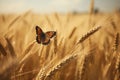 Butterfly flies wheat field nature. Generate Ai