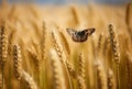 Butterfly flies wheat field plants. Generate Ai