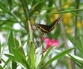 Butterfly in flight