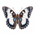 White Admiral Butterfly: A Stunning Blue And White Butterfly In Nadav Kander Style