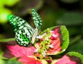 A butterfly flittering wings Royalty Free Stock Photo