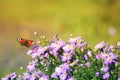 Butterfly flitting above flowers on a summer meadow