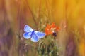 Butterfly flitting over a flower on a summer meadow