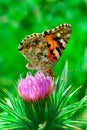 Butterfly on flower