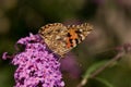 Butterfly on flower