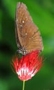 Butterfly on flower Royalty Free Stock Photo