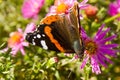 Butterfly on flower