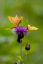 Butterfly on a flower