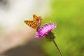 Butterfly on the flower