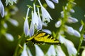 Butterfly on flower