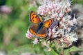 Butterfly on flower