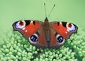 Butterfly on flower