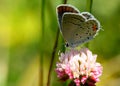 Butterfly on flower