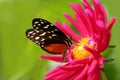 Butterfly on a flower Royalty Free Stock Photo