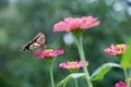 Butterfly and flower Royalty Free Stock Photo