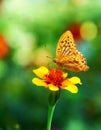 Butterfly on flower Royalty Free Stock Photo