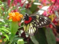 Butterfly on flower