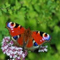 Butterfly on flower Royalty Free Stock Photo