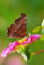 Butterfly and flower Royalty Free Stock Photo