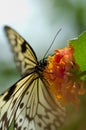 Butterfly and flower