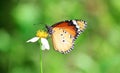 butterfly Royalty Free Stock Photo