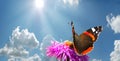 Butterfly on flower Royalty Free Stock Photo