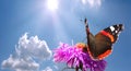 Butterfly on flower against sky