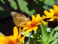 Butterfly on flower