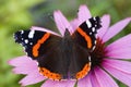 Butterfly on a flower Royalty Free Stock Photo