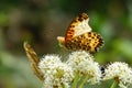Butterfly and flower Royalty Free Stock Photo
