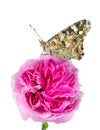 Butterfly on a flower. beautiful butterfly painted lady on flower isolated on a white. copy spaces. rose and butterfly Royalty Free Stock Photo