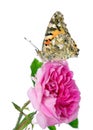 Butterfly on a flower. beautiful butterfly painted lady on flower isolated on a white. copy spaces. rose and butterfly Royalty Free Stock Photo