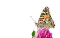 Butterfly on a flower. beautiful butterfly painted lady on flower isolated on a white. copy spaces. rose and butterfly Royalty Free Stock Photo