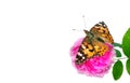 Butterfly on a flower. beautiful butterfly painted lady on flower isolated on a white. copy spaces. rose and butterfly Royalty Free Stock Photo