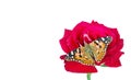 Butterfly on a flower. beautiful butterfly painted lady on flower isolated on a white. copy spaces. rose and butterfly Royalty Free Stock Photo