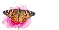 Butterfly on a flower. beautiful butterfly painted lady on flower isolated on a white. copy spaces. rose and butterfly Royalty Free Stock Photo