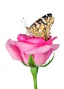 Butterfly on a flower. beautiful butterfly painted lady on flower isolated on a white. copy spaces. rose and butterfly Royalty Free Stock Photo