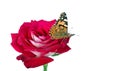 Butterfly on a flower. beautiful butterfly painted lady on a rose isolated on a white. copy spaces. rose and butterfly Royalty Free Stock Photo