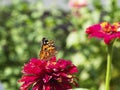 A butterfly on a flower. Beautiful natural background with red flowers in a green summer meadow and a beautiful butterfly sitting Royalty Free Stock Photo